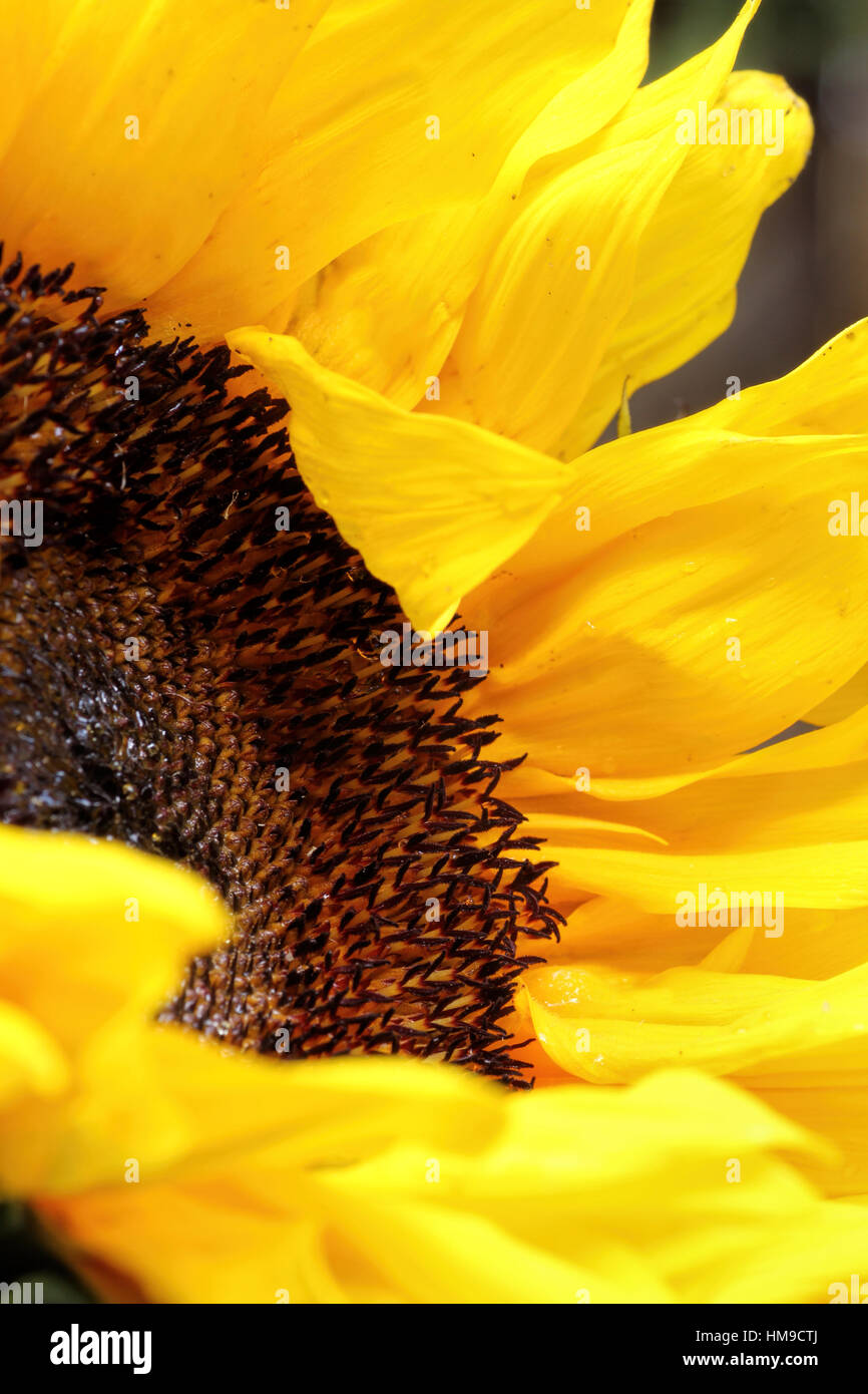Bright sunflower close up on a light  background Stock Photo