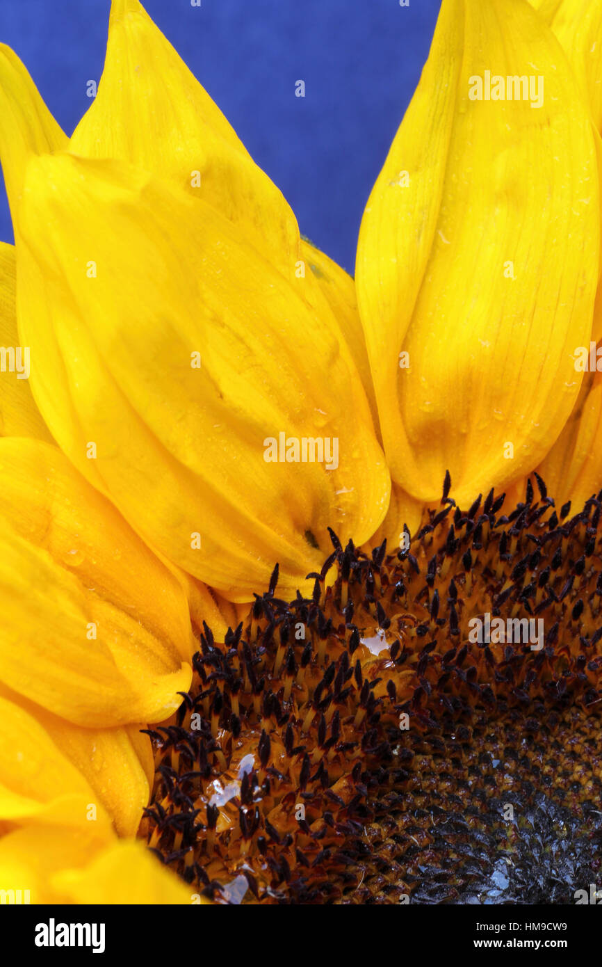 Bright sunflower close up on a blue background Stock Photo