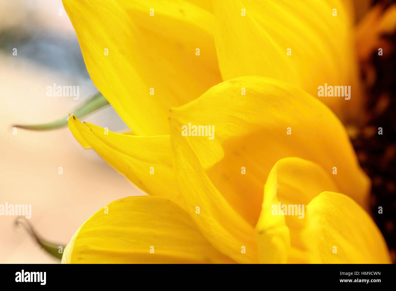 Bright sunflower close up on light background Stock Photo
