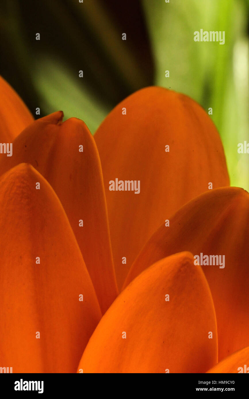 Orange gerber petals on a dark background Stock Photo