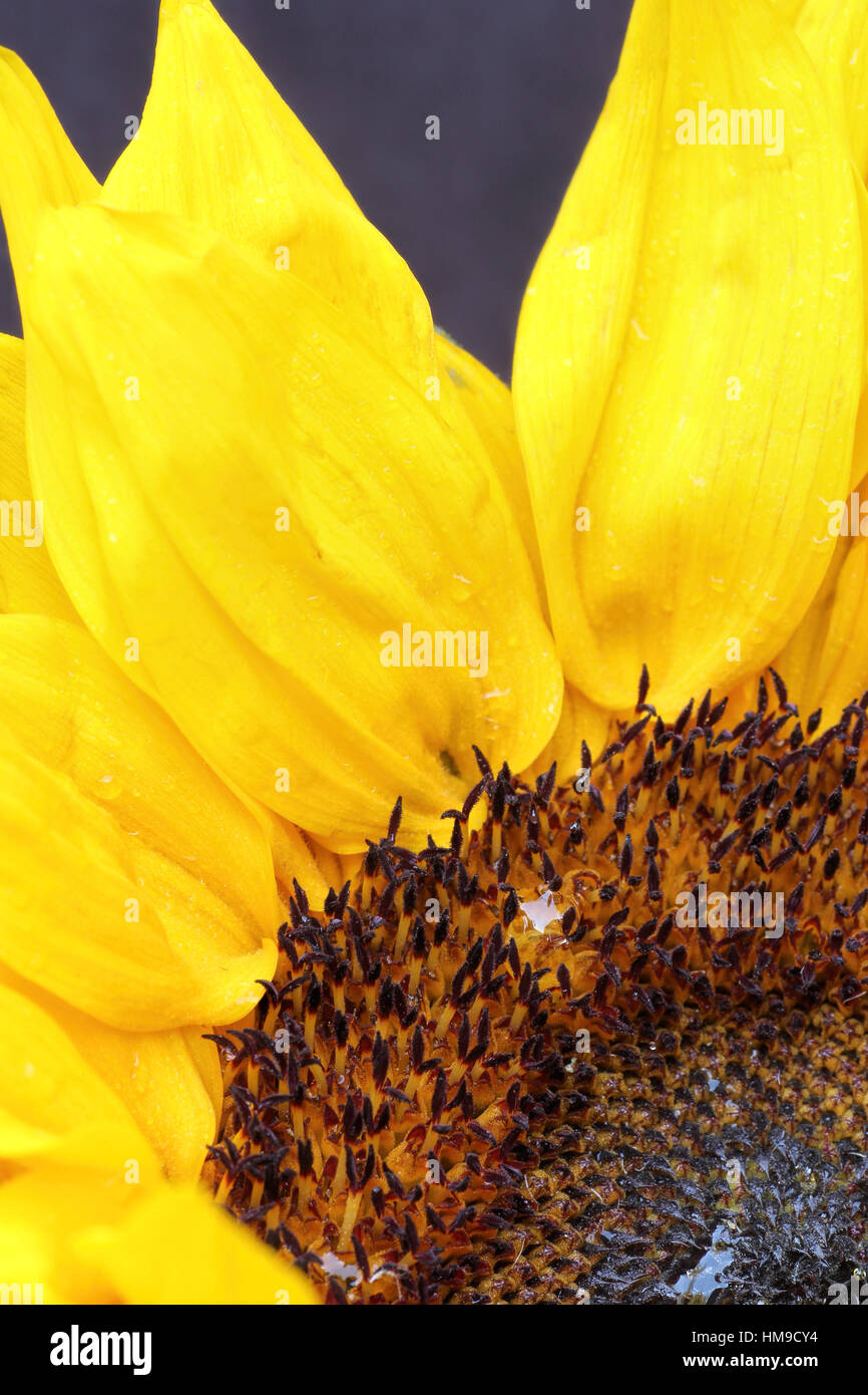 Bright sunflower on a  dark background Stock Photo