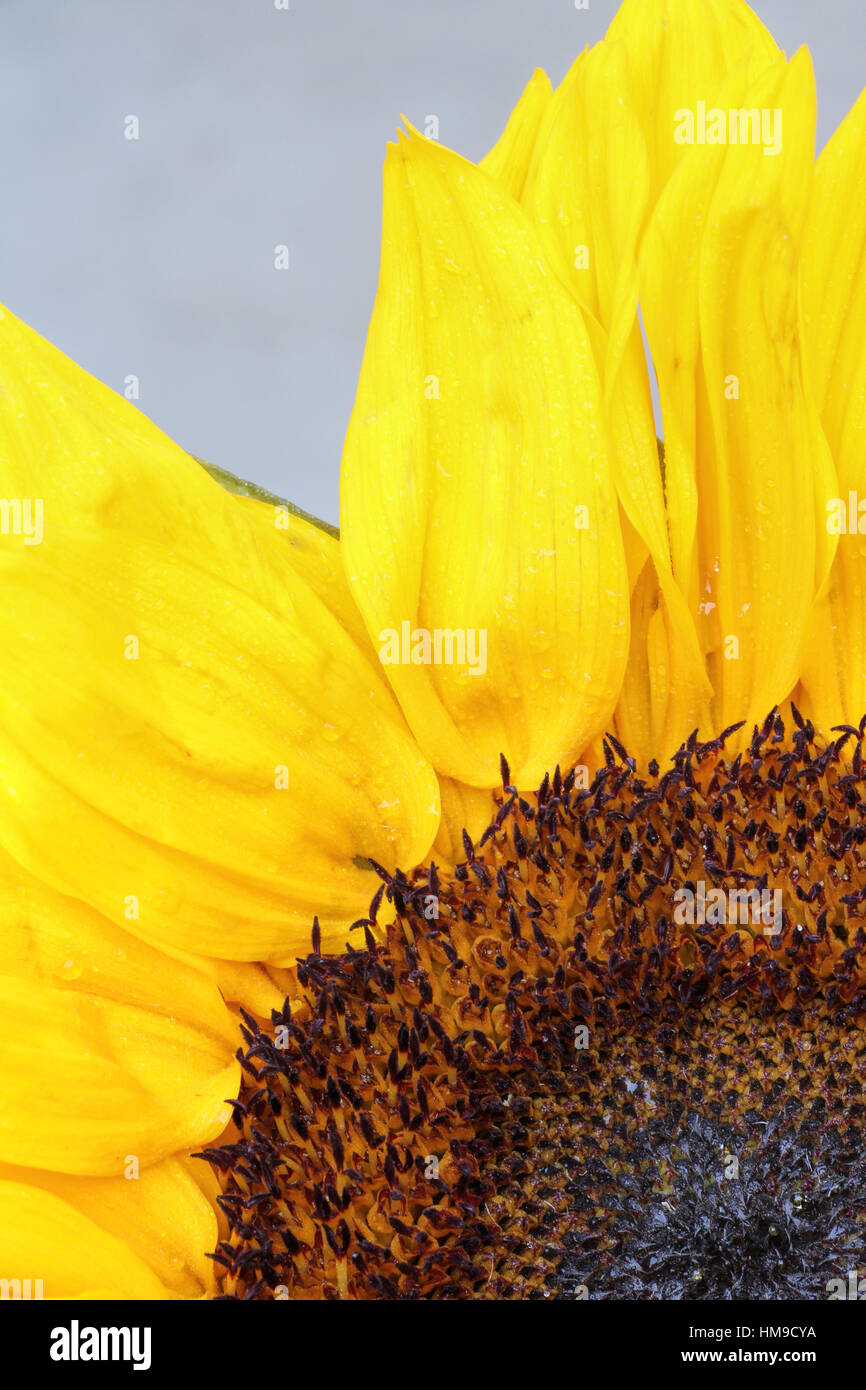 Bright sunflower close up on a light background Stock Photo