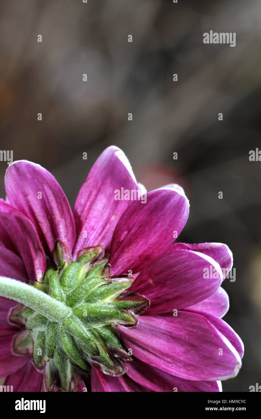 Bright purple daisy close up on a light background Stock Photo