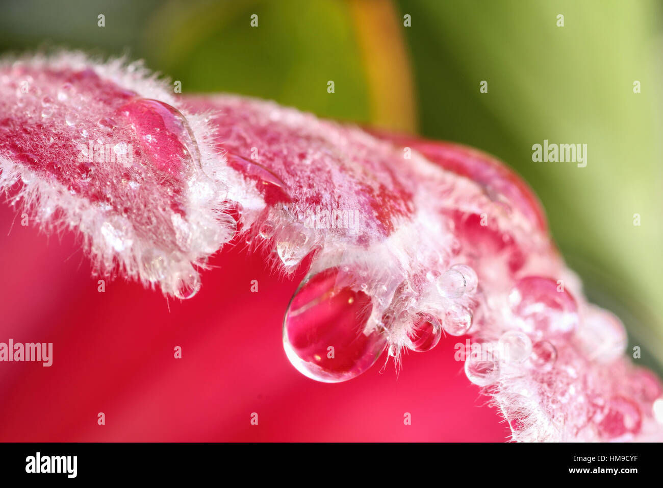 Hot pink protea flower up close Stock Photo