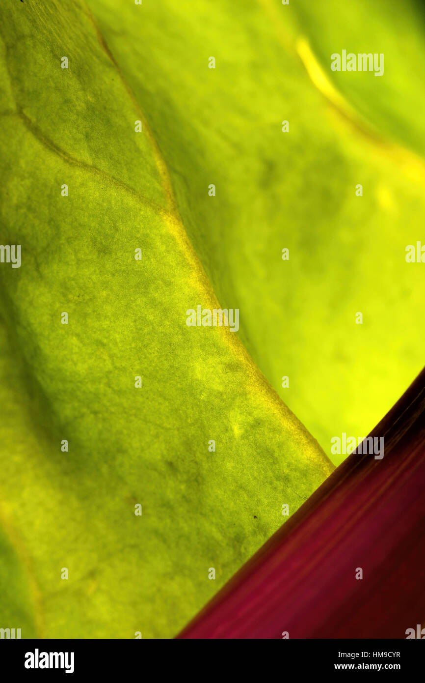 Stunning rainbow chard leaf up close Stock Photo