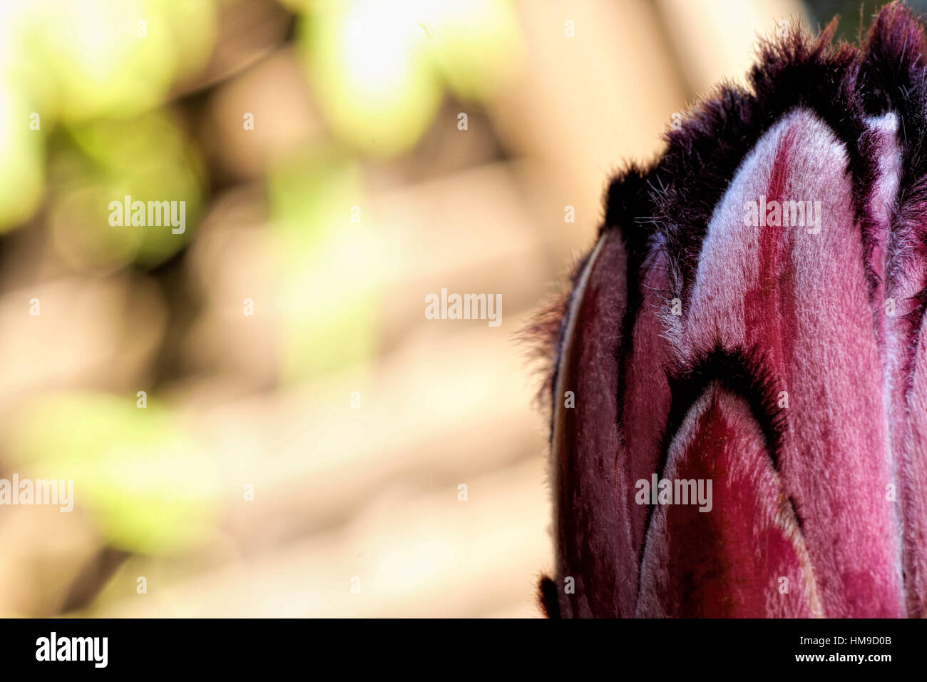 close up of a exotic succulent protea florescent hot pink protea flower with background Stock Photo