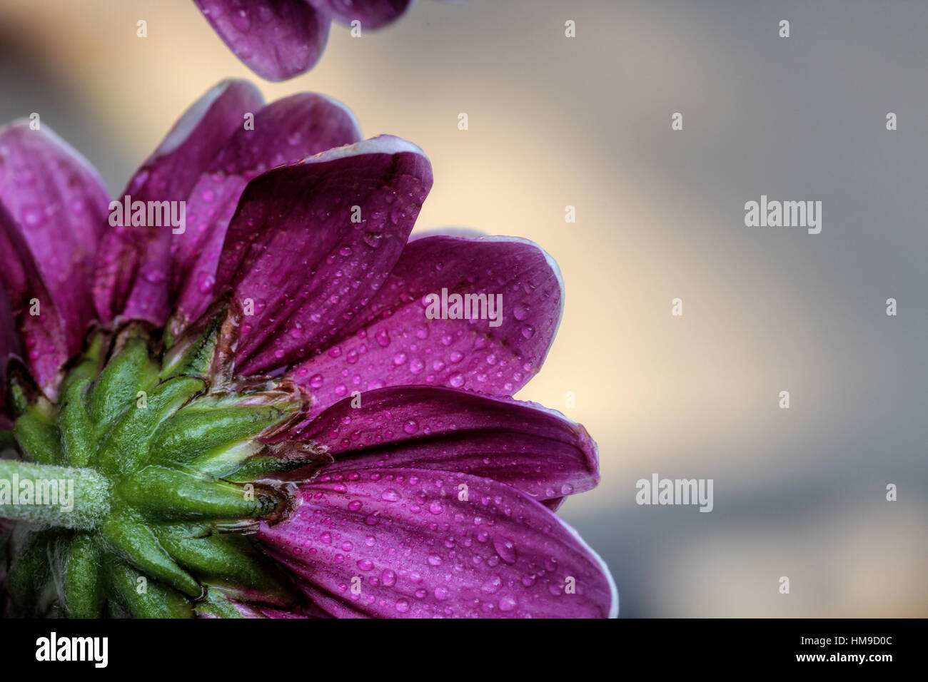 Purple daisy on a light background Stock Photo