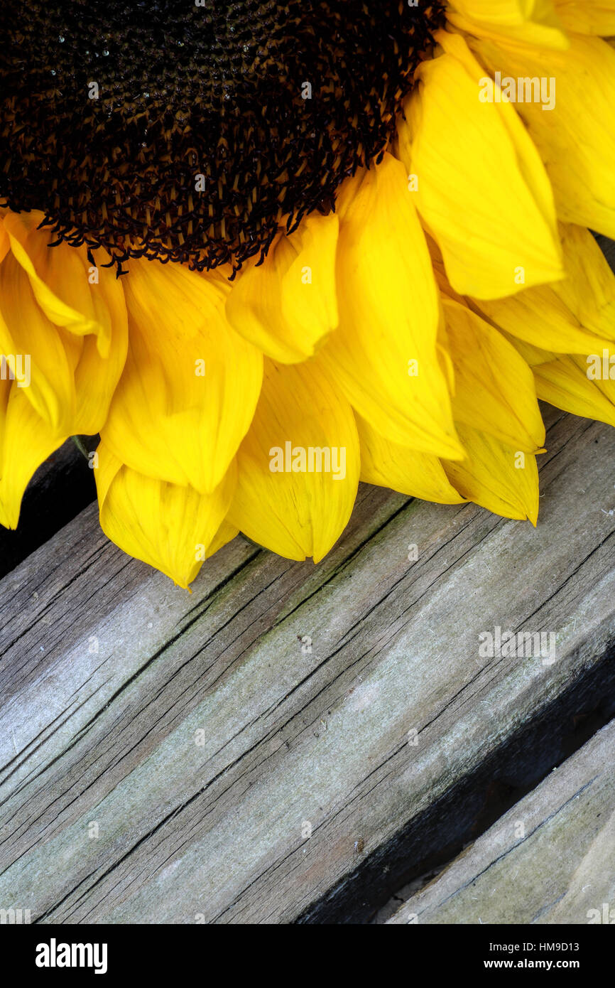 bright yellow sunflower close up on a wooden background Stock Photo