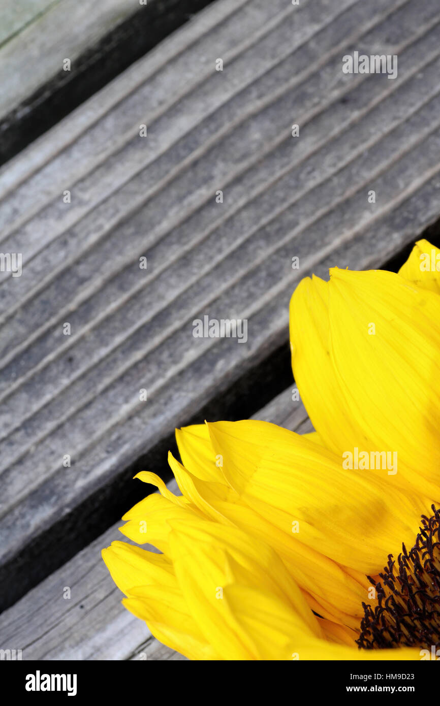 Bright sunflower close up on a wooden background Stock Photo