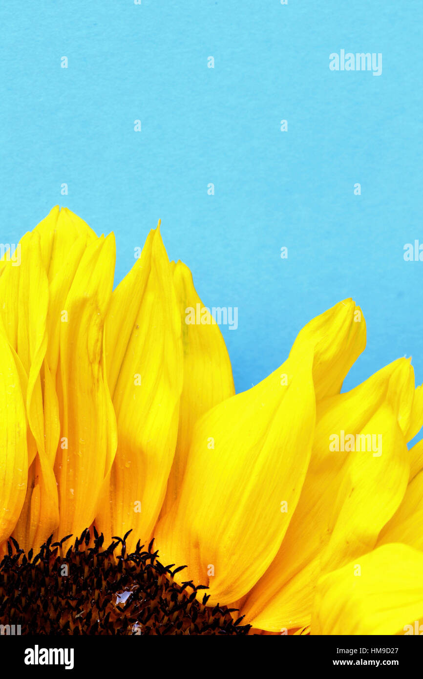 bright yellow sunflower close up on a light  blue background Stock Photo