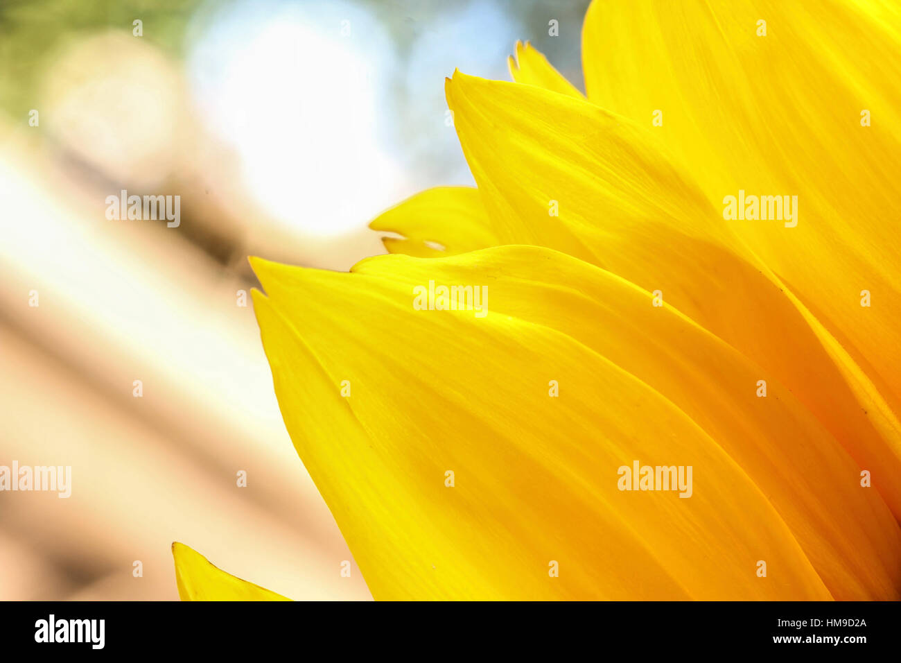 sunflowers close up are the happiest of all flowers and their meanings include loyalty on light background Stock Photo