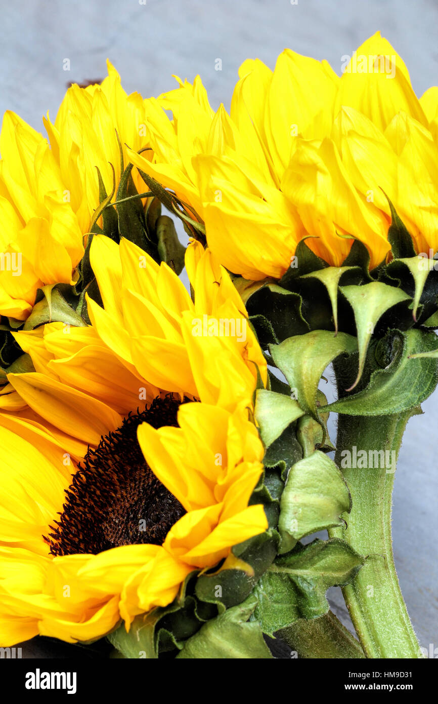 sunflowers close up are the happiest of all flowers and their meanings include loyalty Stock Photo