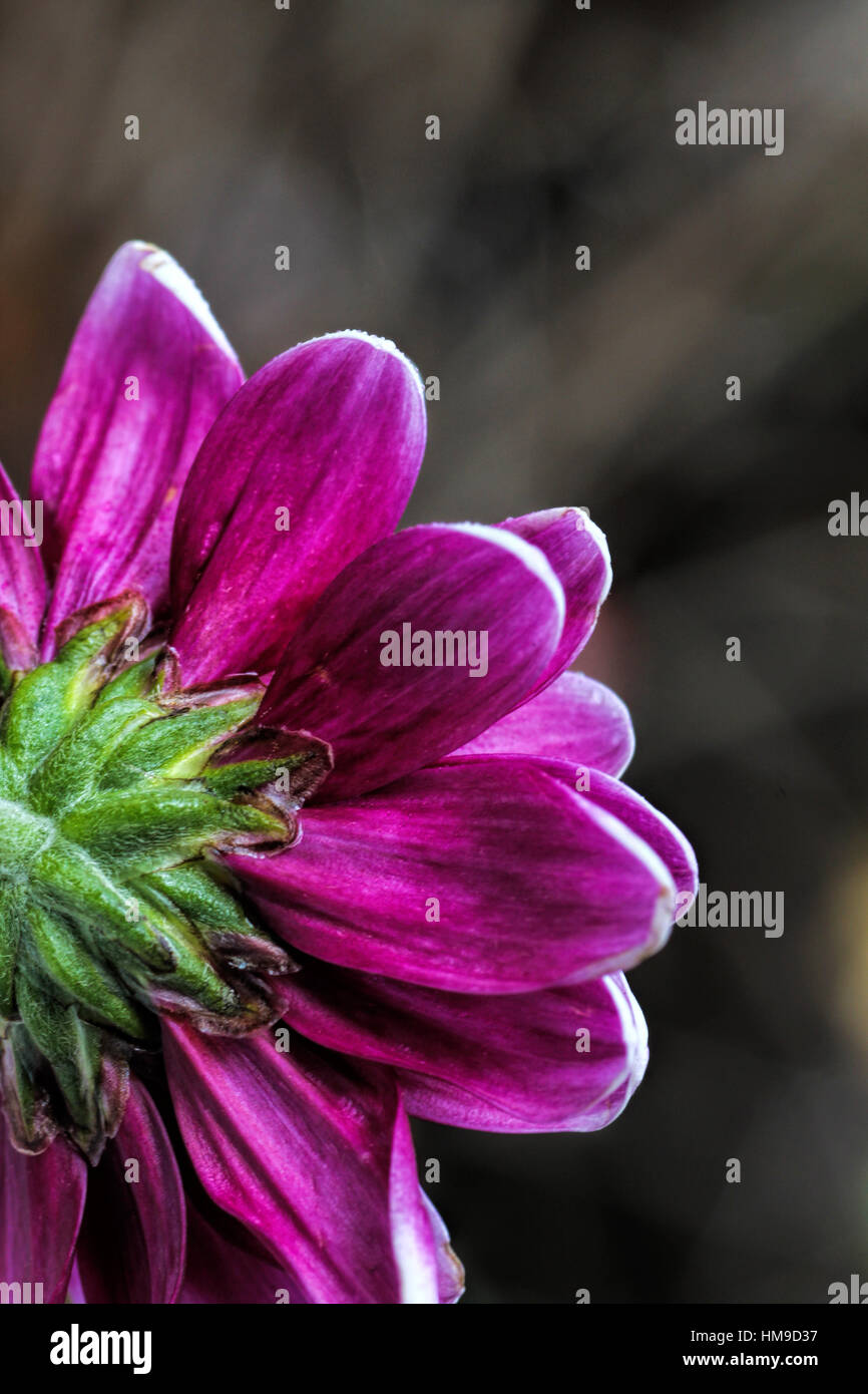 beautiful purple daisy up close on a grey background Stock Photo
