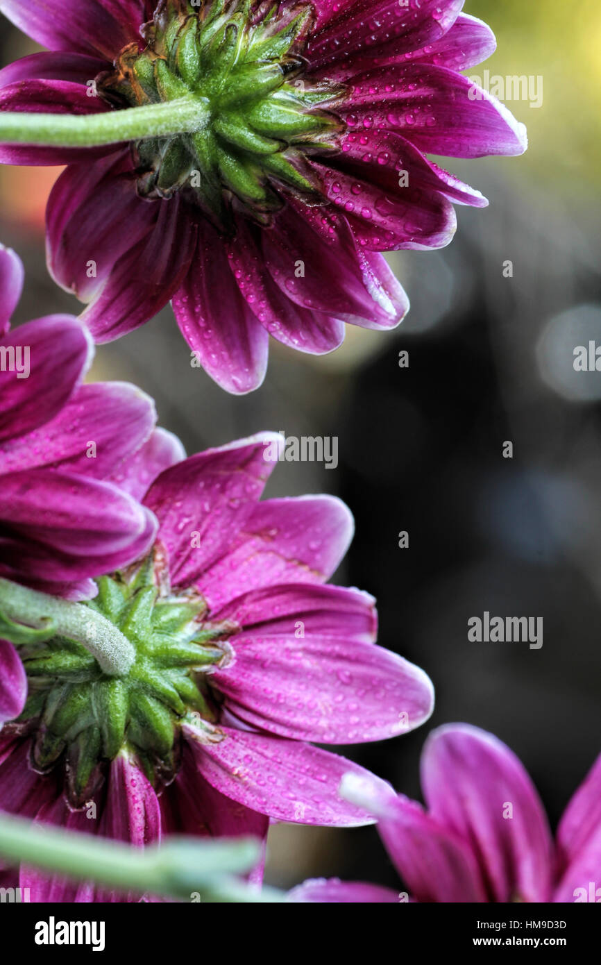purple daisy on light background Stock Photo