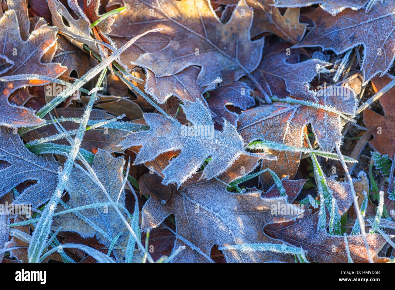 No ground frost hi-res stock photography and images - Alamy