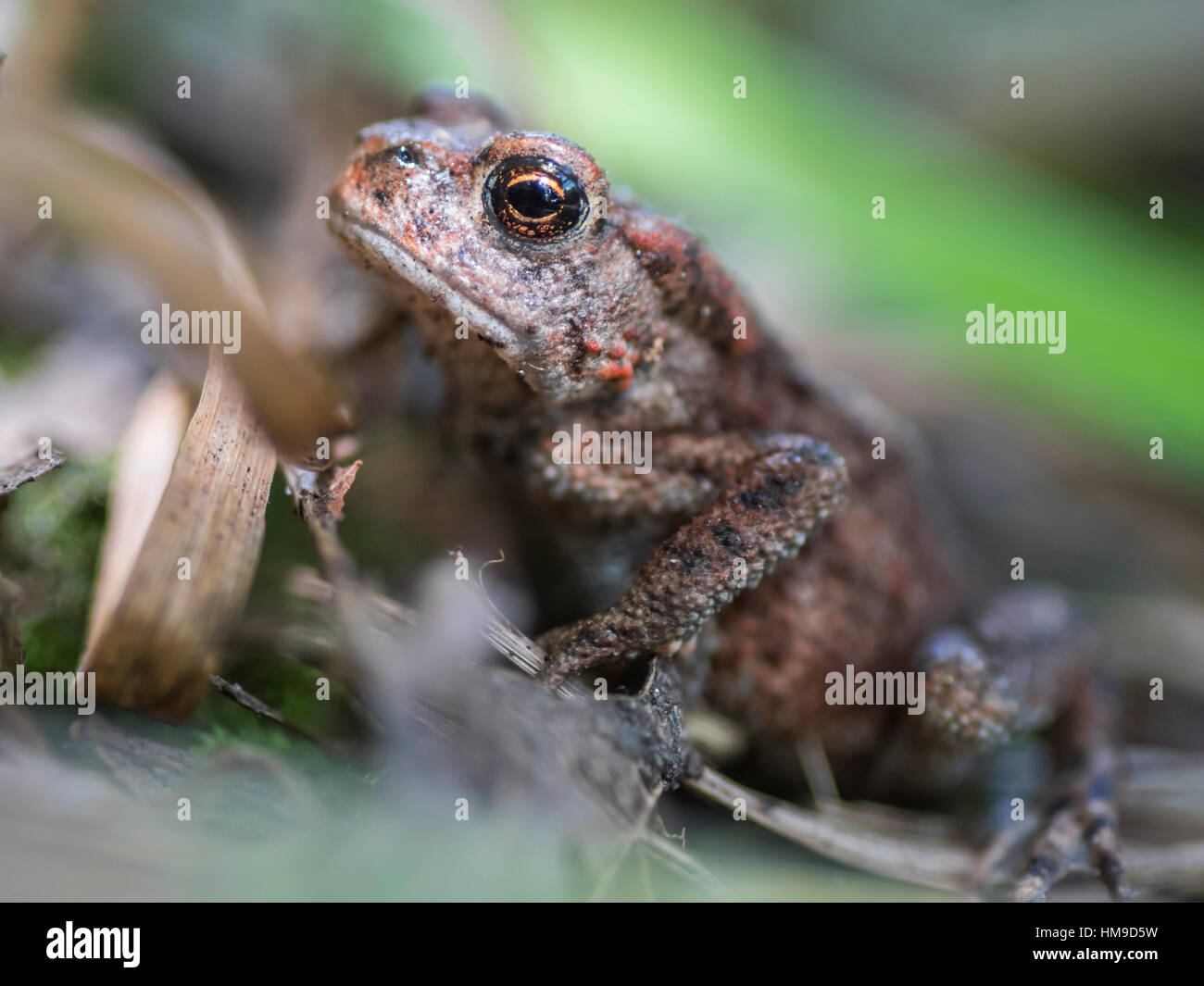 Juvenile toad in Gosforth Park Nature Reserve, North Tyneside, England Stock Photo
