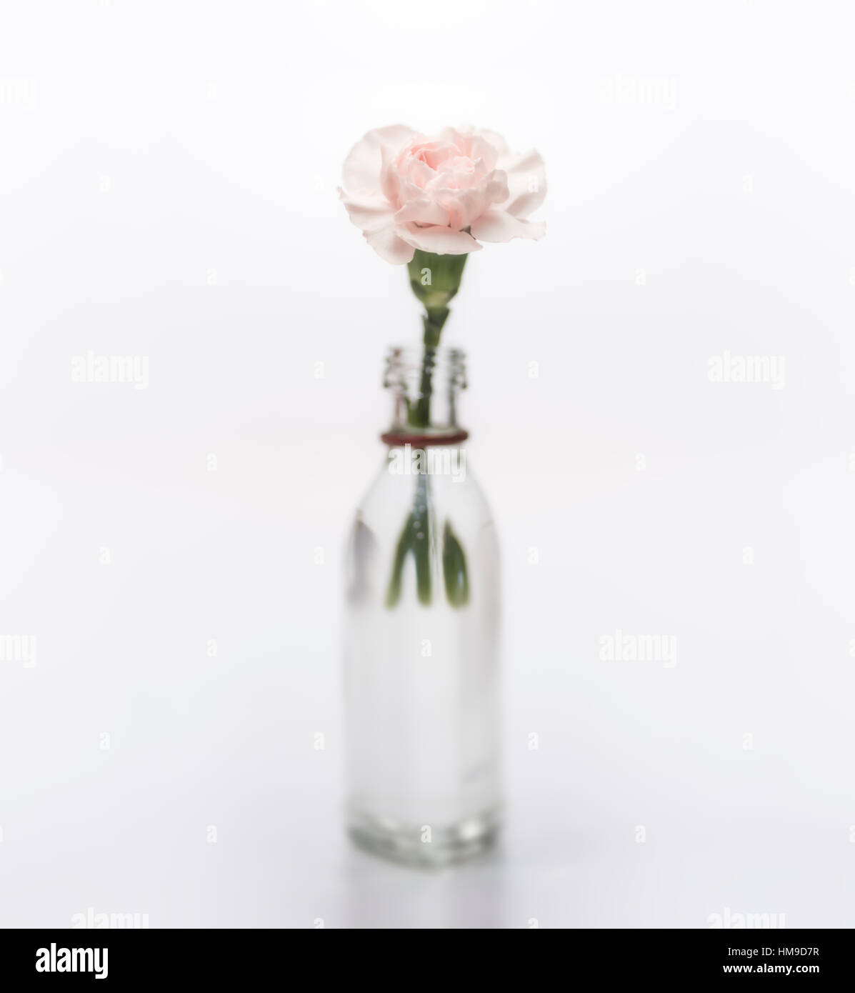 Pink carnation in a small bottle of water Stock Photo