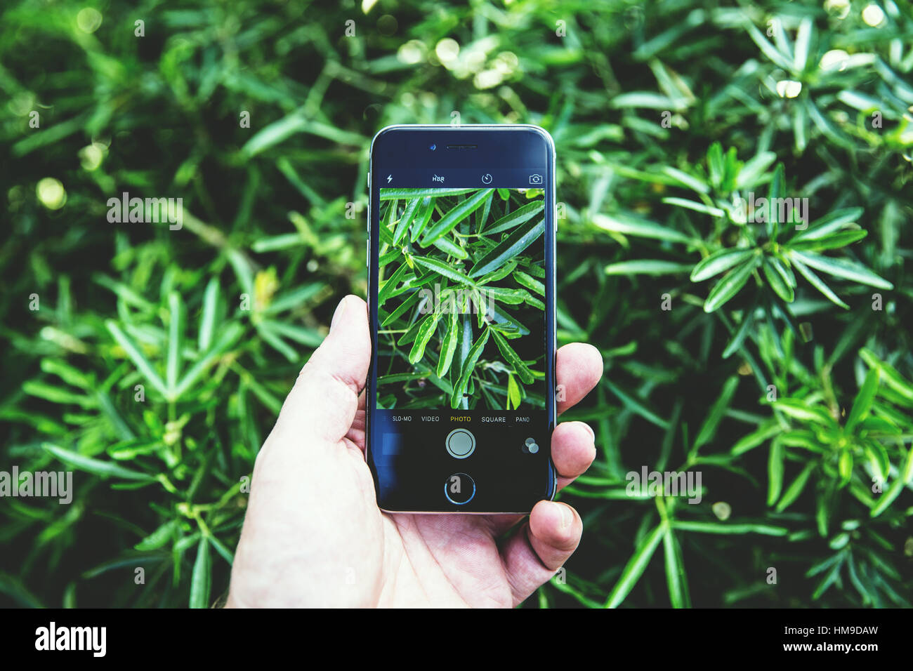 Man taking photo of plant with his mobile camera phone Stock Photo