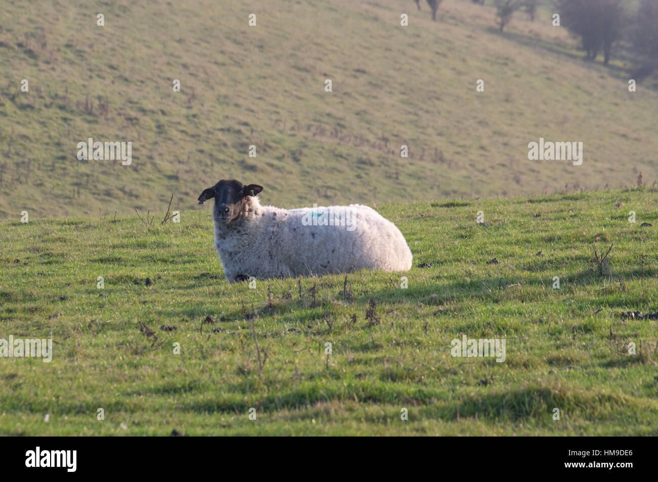 Sheep sitting in late afternoons light South Downs Stock Photo