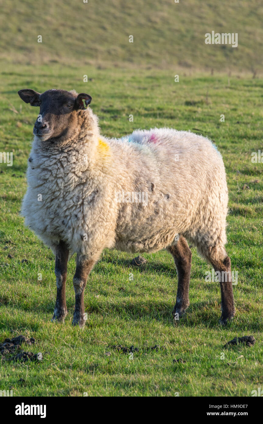 Sheep standing alone in late afternoon light on the South Downs Stock Photo
