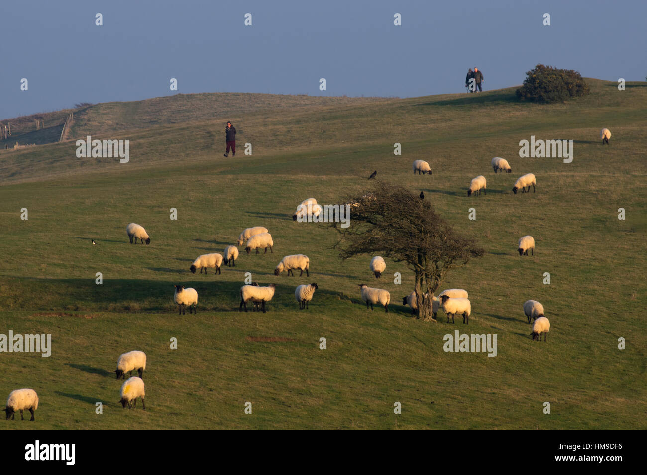 Walkers on Ditchling Beacon encountering a flock of sheep grazing Stock Photo