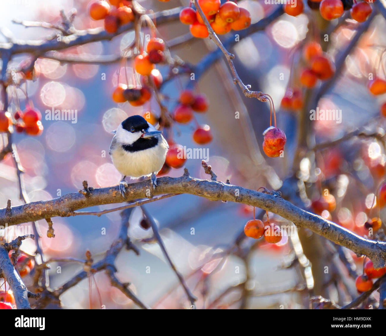 Black-capped Chicekadee, Poecile atricapilla, holding a sunflower seed in its beak. Oklahoma, USA. Stock Photo