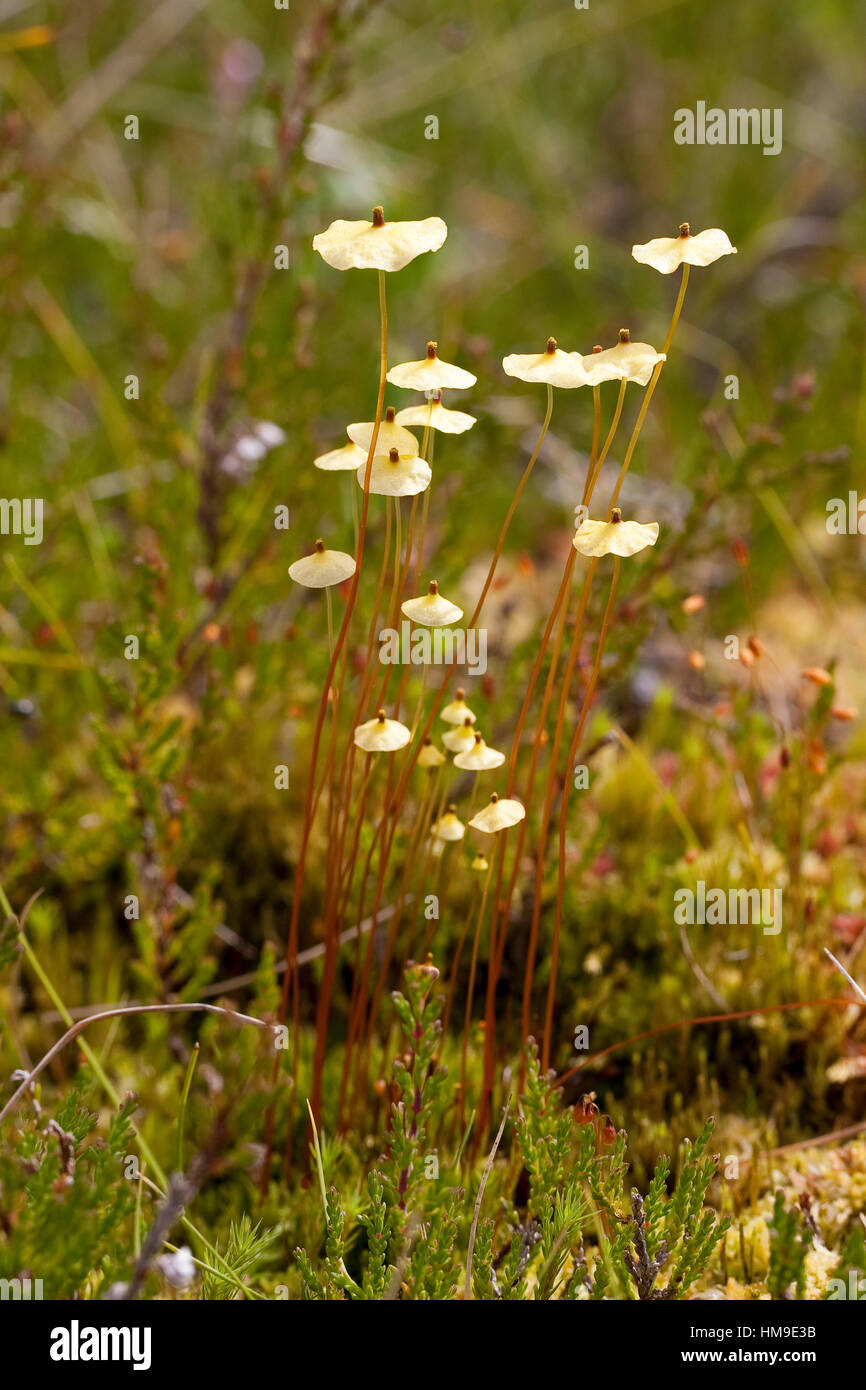 Schirmmoos, Schirm-Moos, Splachnum luteum, Umbrella Moss Stock Photo