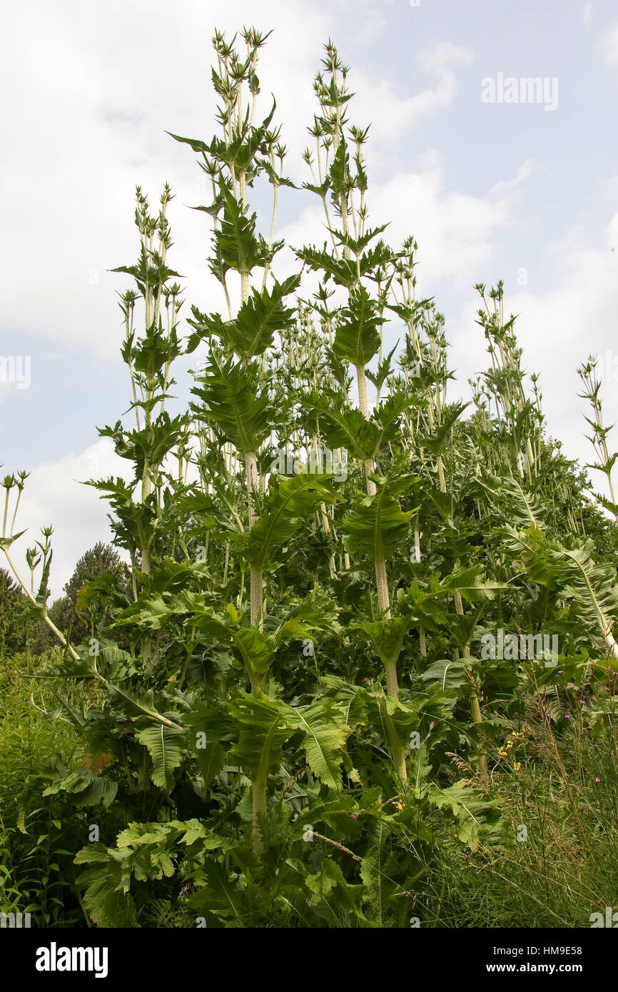 Schlitzblatt-Karde, Schlitzblättrige Karde, Dipsacus laciniatus, Cut Leaved Teasel, cutleaf teasel Stock Photo