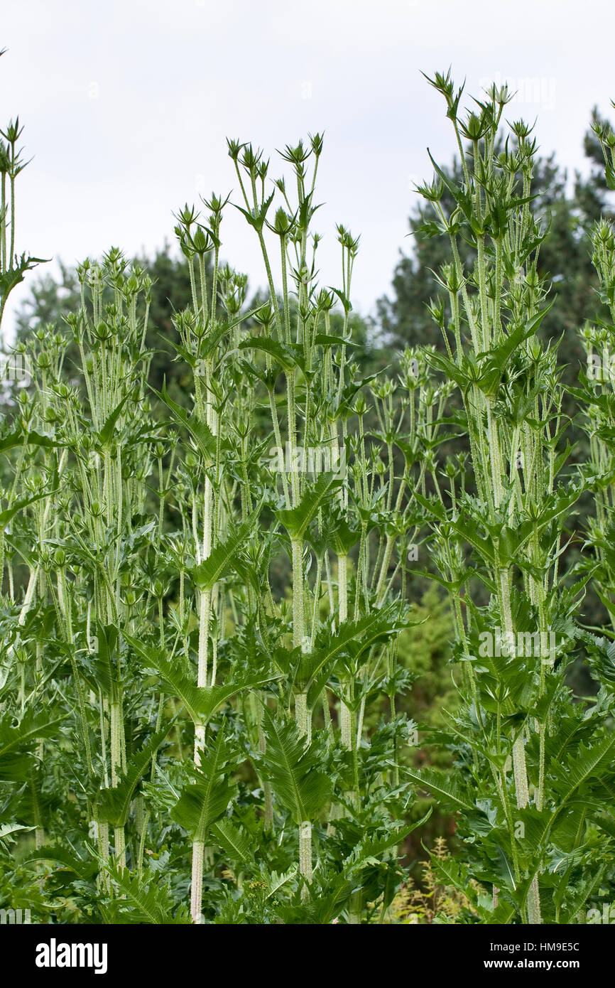 Schlitzblatt-Karde, Schlitzblättrige Karde, Dipsacus laciniatus, Cut Leaved Teasel, cutleaf teasel Stock Photo