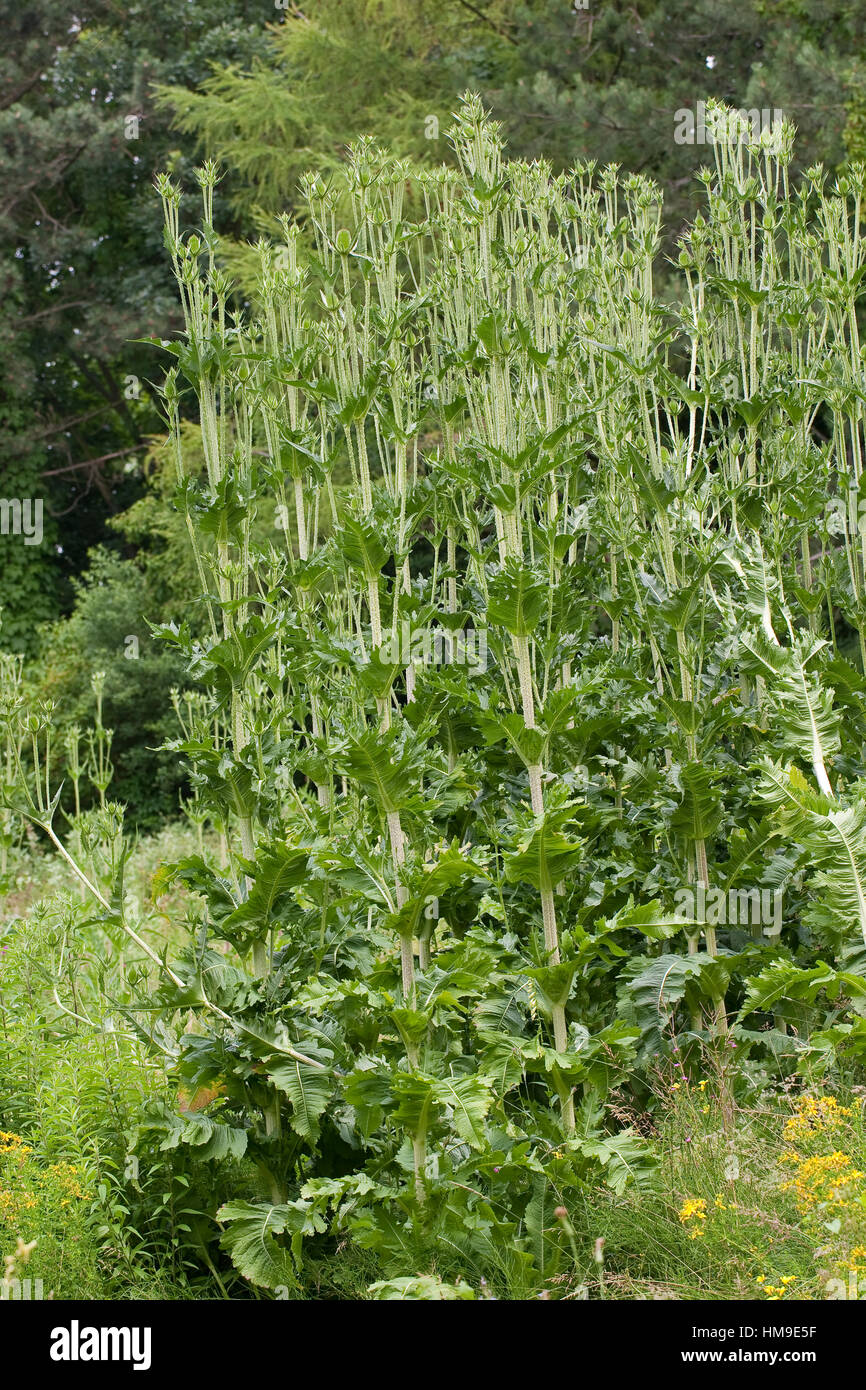 Schlitzblatt-Karde, Schlitzblättrige Karde, Dipsacus laciniatus, Cut Leaved Teasel, cutleaf teasel Stock Photo