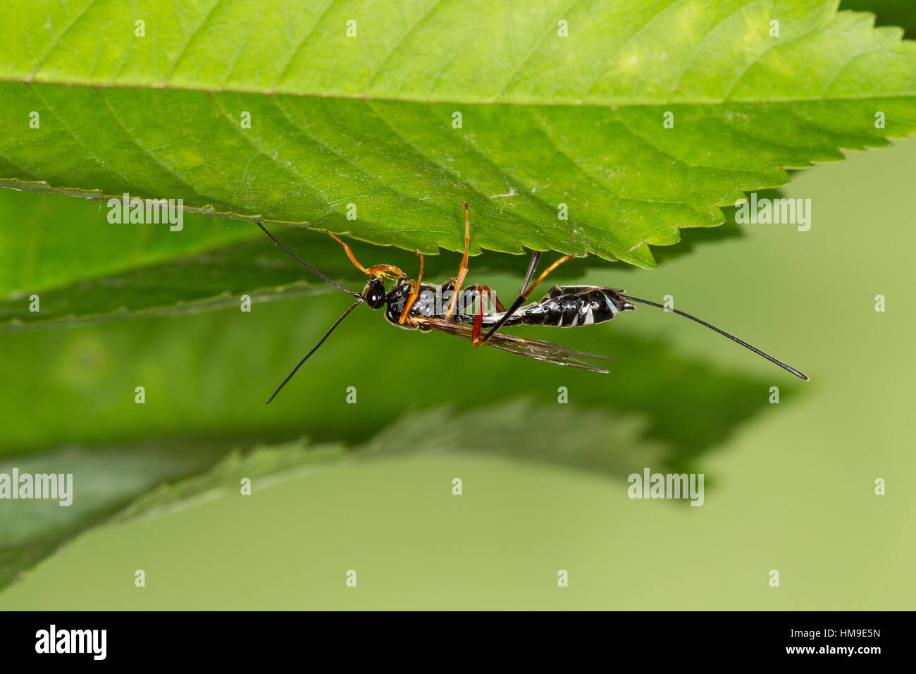 Schlupfwespe Coleocentrus Excitator Ichneumon Excitator Parasitoid schlupfwespe-coleocentrus-excitator-ichneumon-excitator-parasitoid