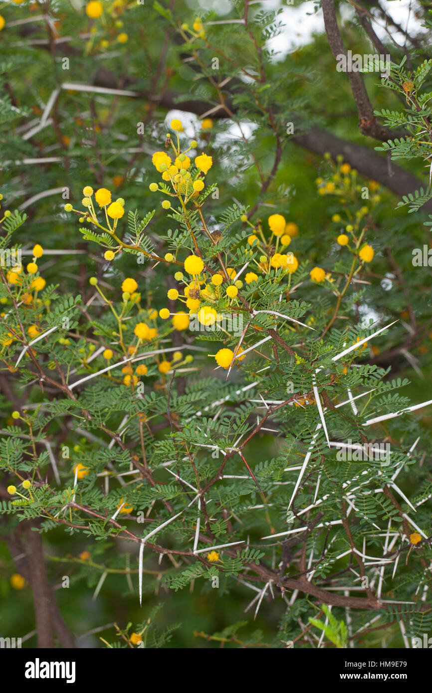 Schreckliche Akazie, Dornen, Dorn, Acacia karroo, Acacia karoo, Acacia horrida, Vachellia karroo, Vachellia horrida, Mimosa horrida, Sweet thorn, Soet Stock Photo