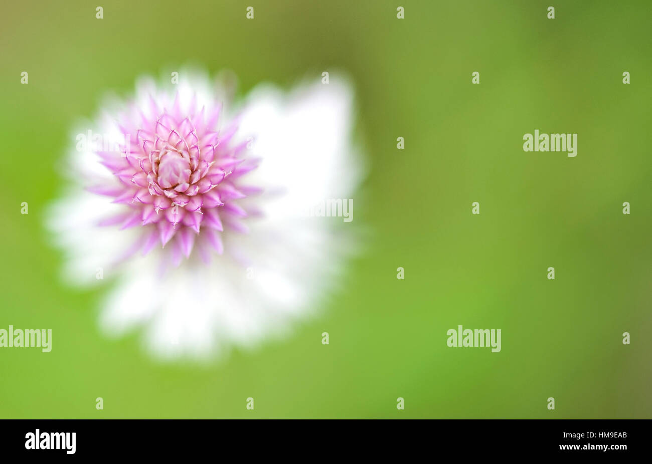 closeup of flowers (kaas-valley of flowers, SATARA) Stock Photo