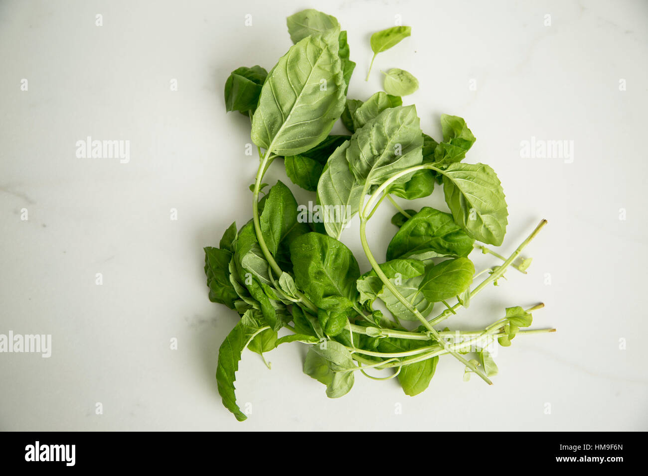 a bunch of organic basil on a white table Stock Photo