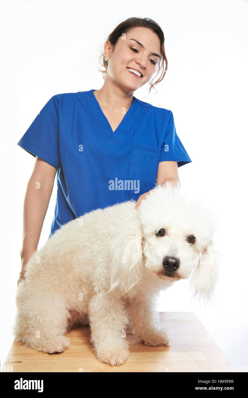 white poodle on check with veterinar on his table Stock Photo