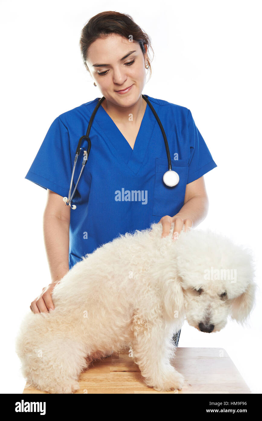 young woman veterinarian check dog isolated on white Stock Photo
