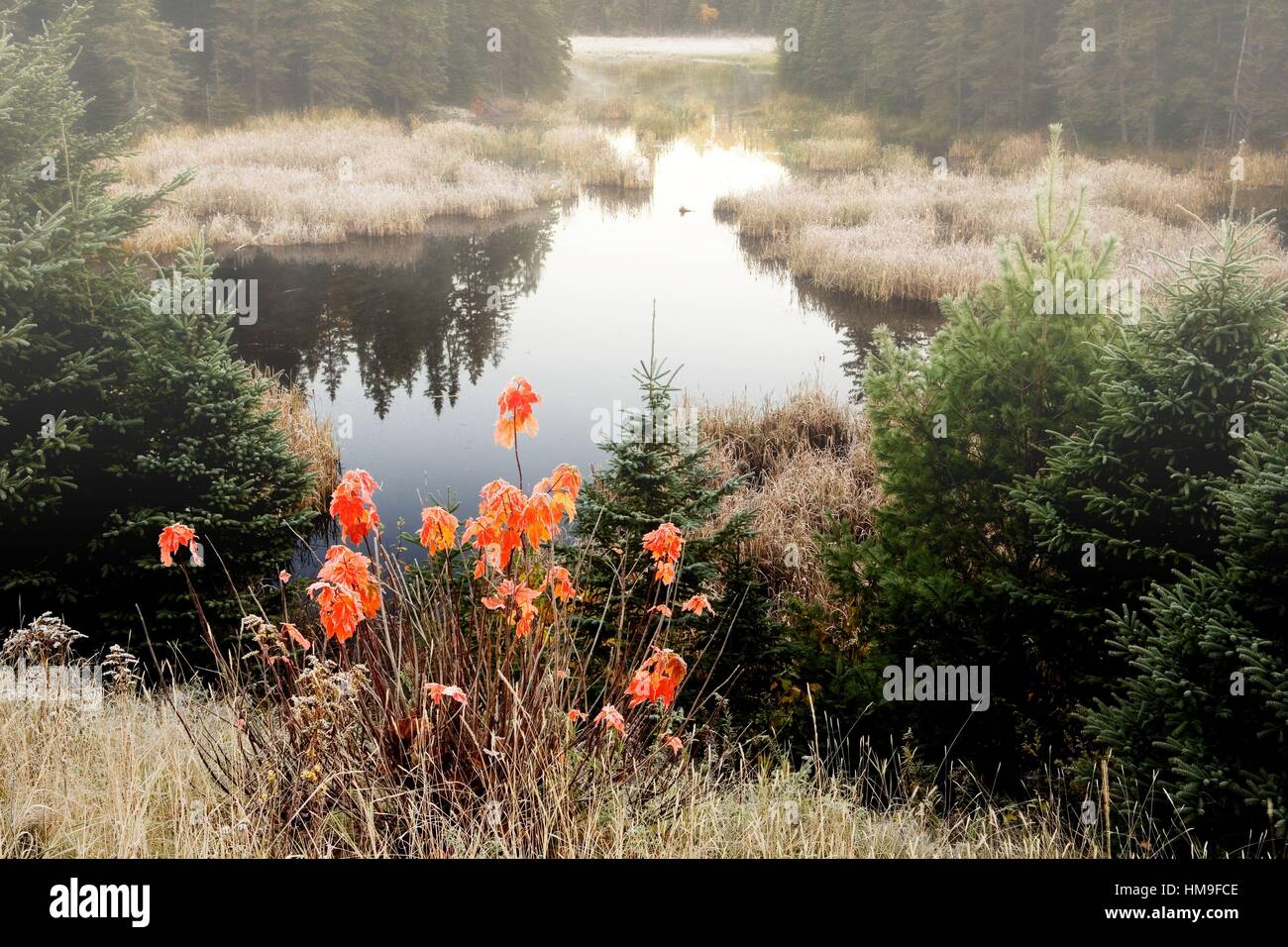 Bog before Sunrise, Algonquin Provincial Park, Ontario, Canada Stock Photo
