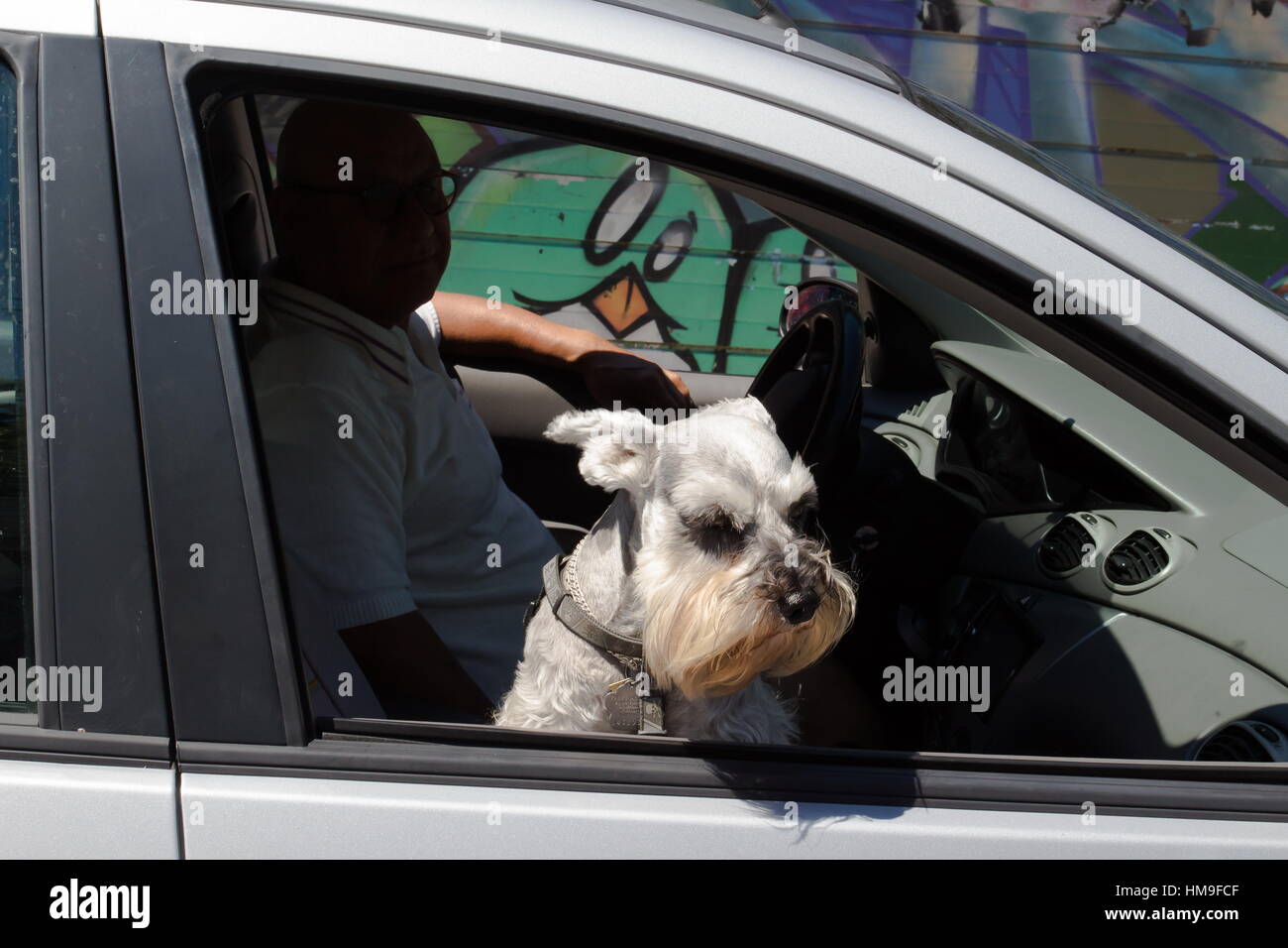 Dog at car window, Toronto Stock Photo
