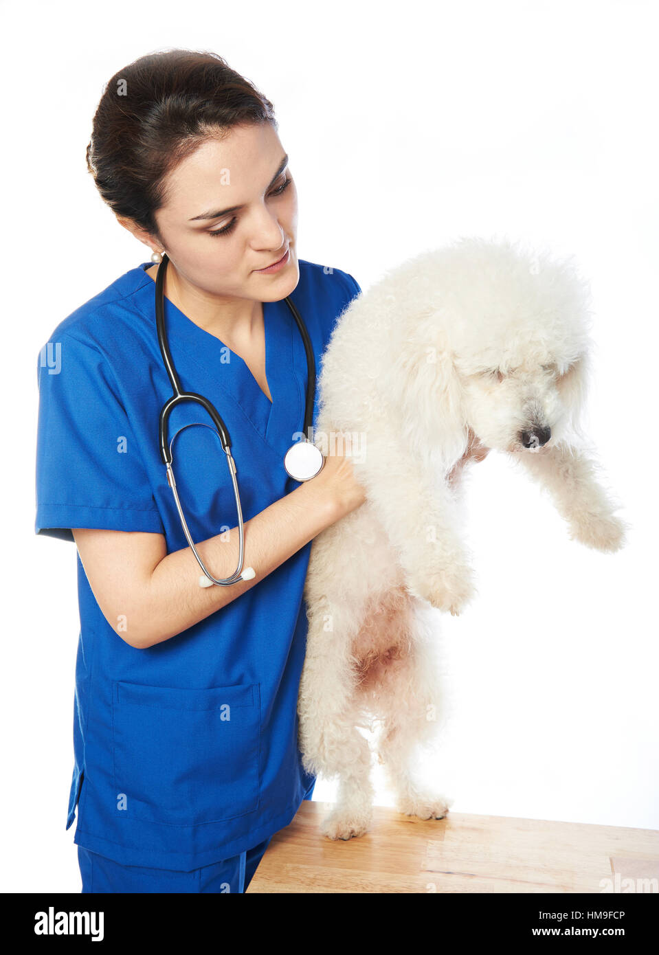 white poodle dog in veterinary on check with nurse  isolated Stock Photo