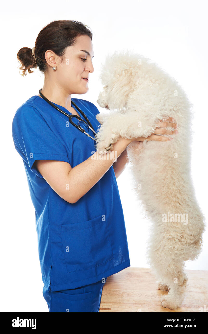 white poodle with veterinarian nurse isolated on background Stock Photo