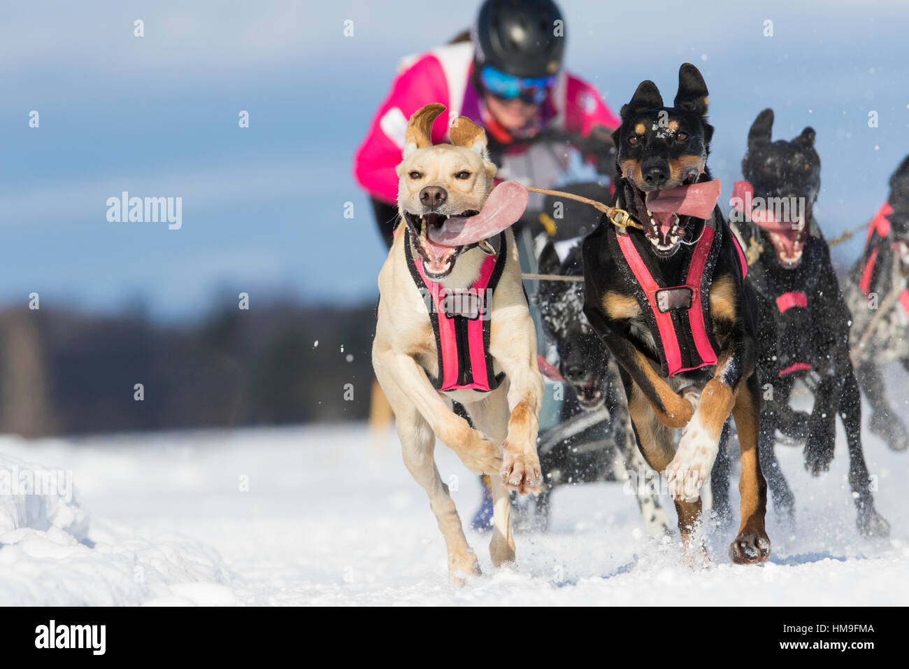 sledding dogs in quebec, canada Stock Photo Alamy