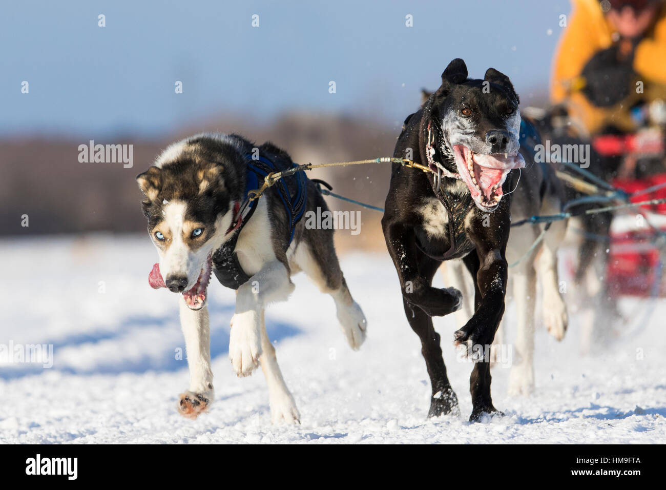 sledding dogs competition Stock Photo - Alamy