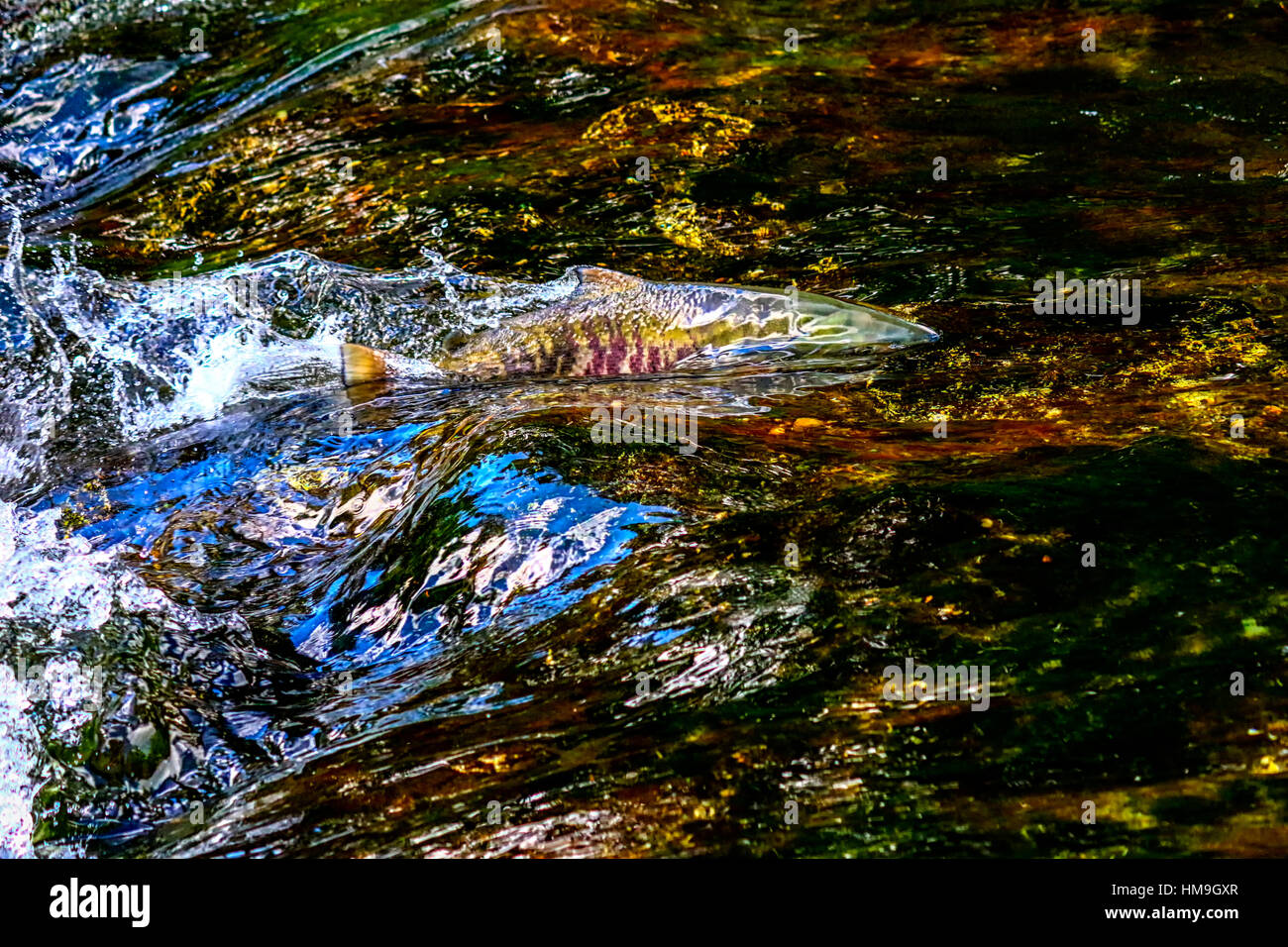 Wildlife in Vancouver BC Pacific salmon run in river near Mission,BC