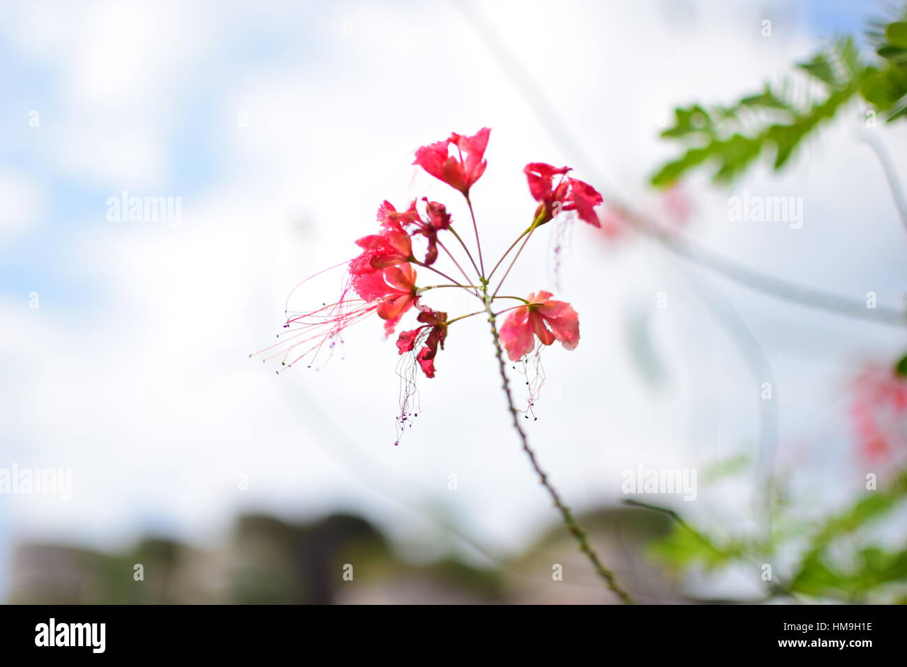Beautiful Flowers in Daylight on a Blurred Background in Singapore Stock Photo