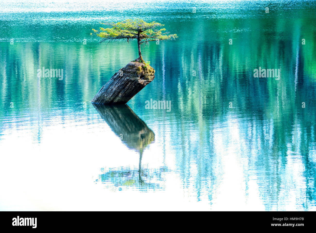 Beautiful Vancouver Island - Wonderful Fairy Lake 30 years old fir bonsai  tree reflection, Port Renfrew 2 Stock Photo - Alamy