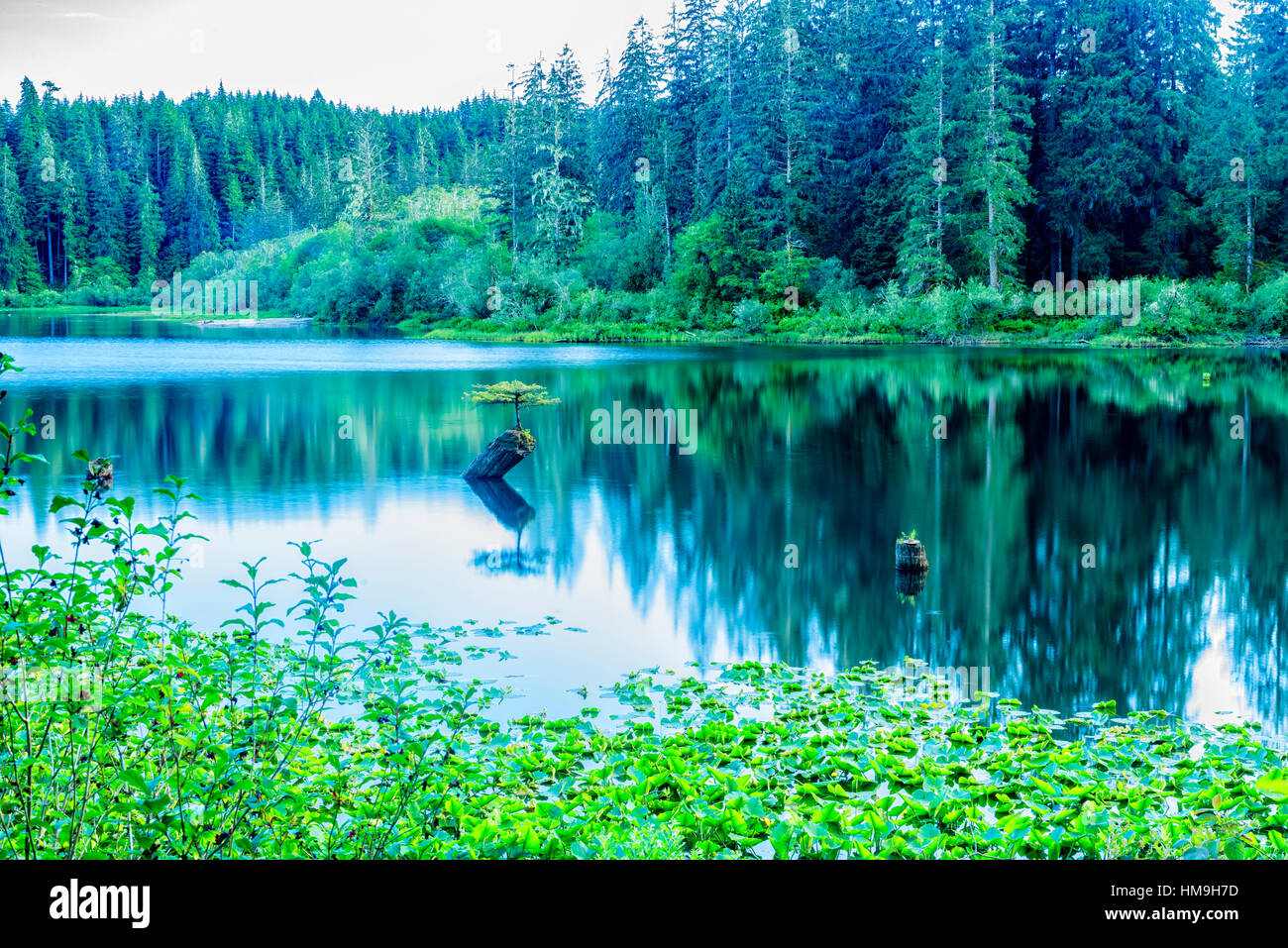 Beautiful Vancouver Island - Beautiful  Fairy Lake landscape with over 30 years old fir bonsai tree reflection in summer, Port Renfrew 3. Stock Photo