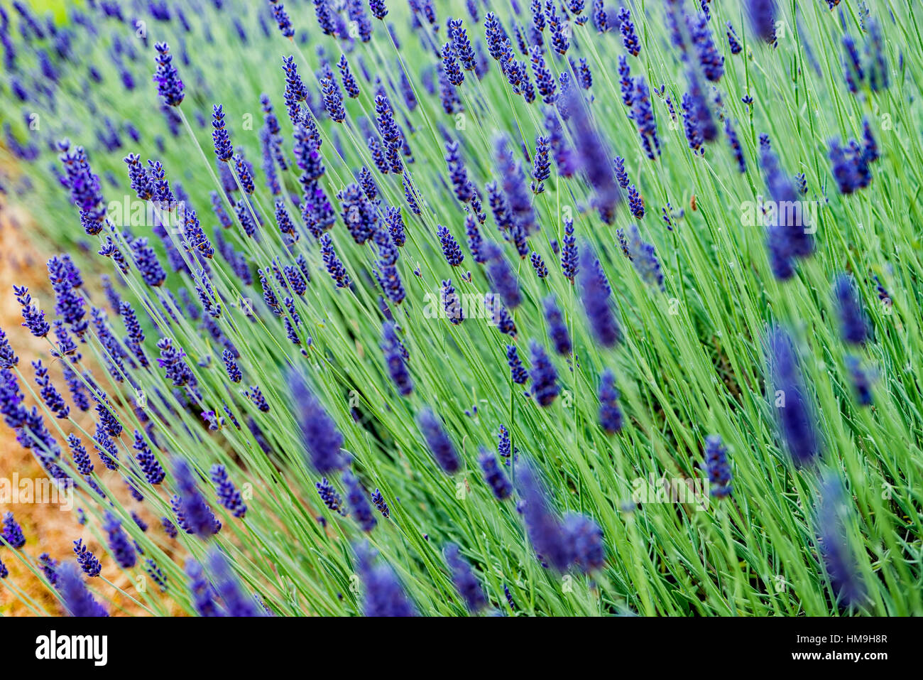 Beautiful Lavender field Fresh Lavender in field Stock Photo Alamy