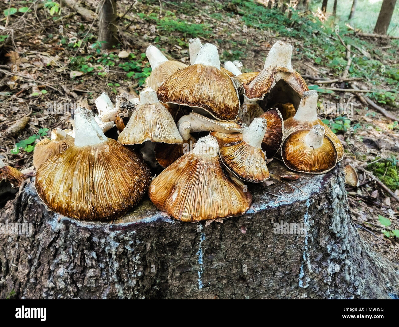 Lots of poisonous mushrooms in forest. Stock Photo