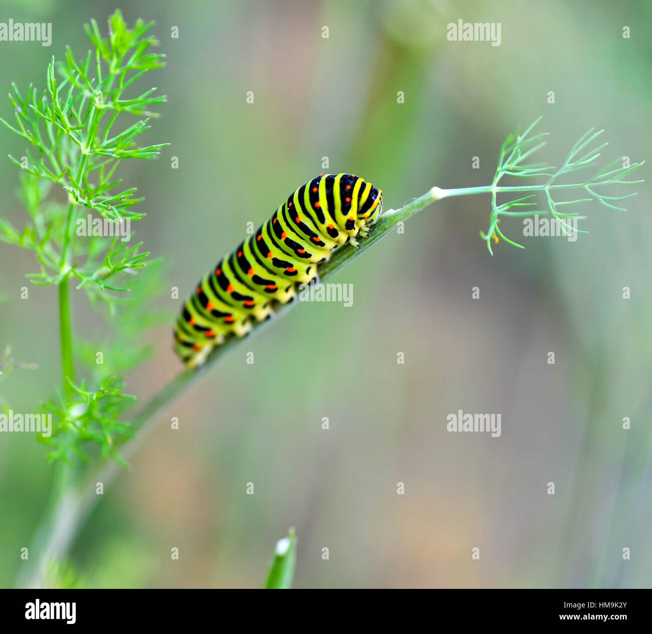 Caterpillar bee hi-res stock photography and images - Alamy