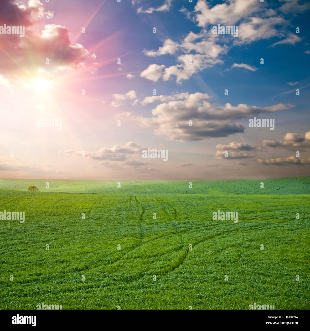 sunset in green field Stock Photo - Alamy